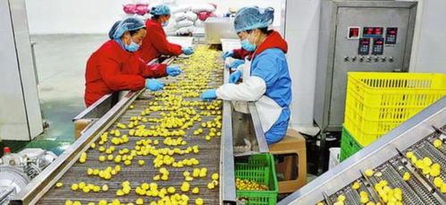 農村創業新思路 三個投資小、前景好的小型加工廠項目